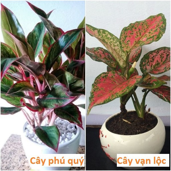 Sự khác biệt rõ ràng về màu sắc giữa lá cây phú quý viền đỏ và cây vạn lộc lá hồng xen xanh