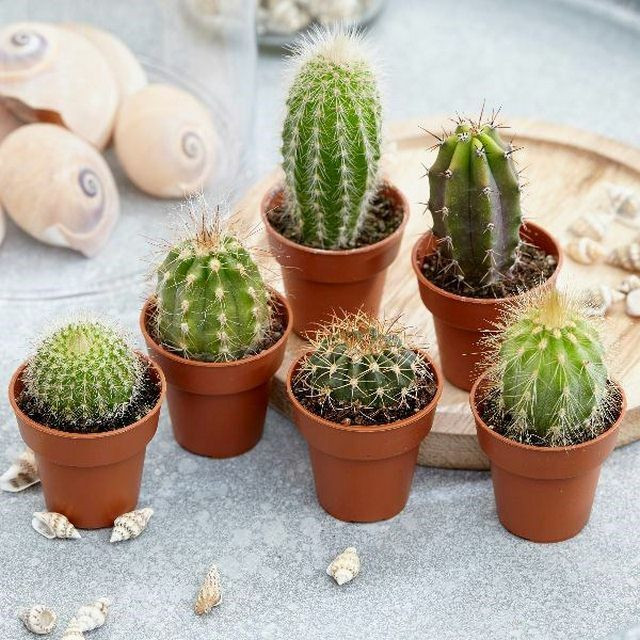Sức sống mãnh liệt của xương rồng tượng trưng cho người mệnh Kim