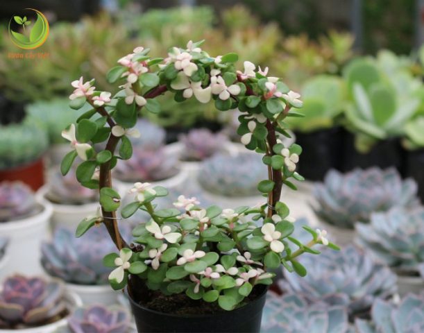 Thân cây sen đá đô la có nhiều nhánh nhỏ và mọng nước