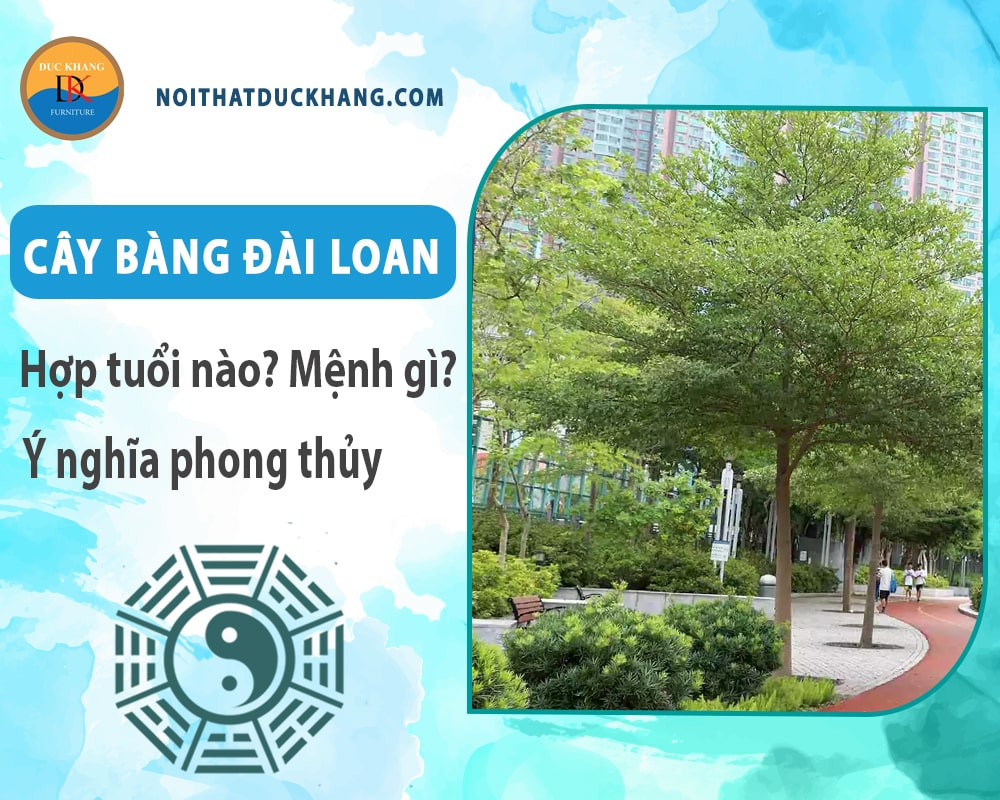 Tỉa cành giúp cây bàng Đài Loan giữ được dáng đẹp và khỏe mạnh