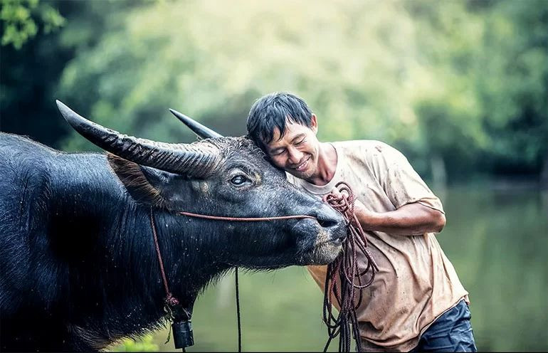 Tính cách Nam Ất Sửu 1985 thể hiện sự chín chắn và thực tế