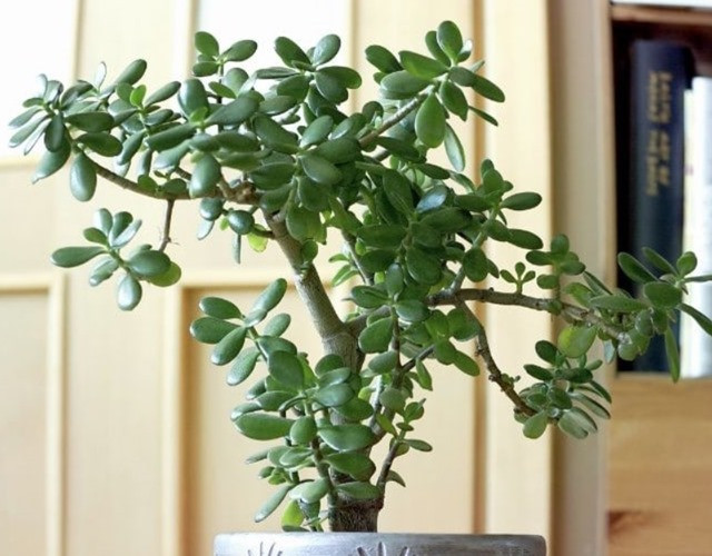 Trồng cây ngọc bích trong nhà giúp không gian tươi mát và tăng cường chất lượng không khí