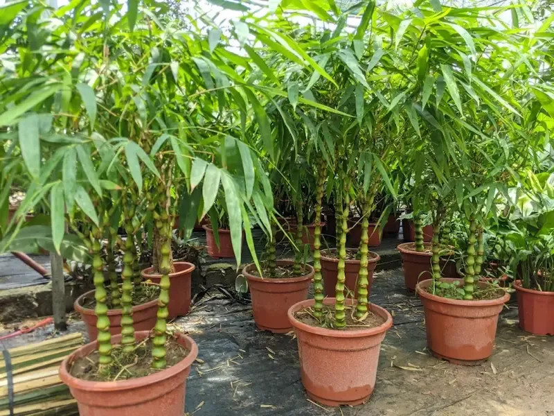 Trúc Quan Âm hợp mệnh Mộc và Thủy, mang lại may mắn