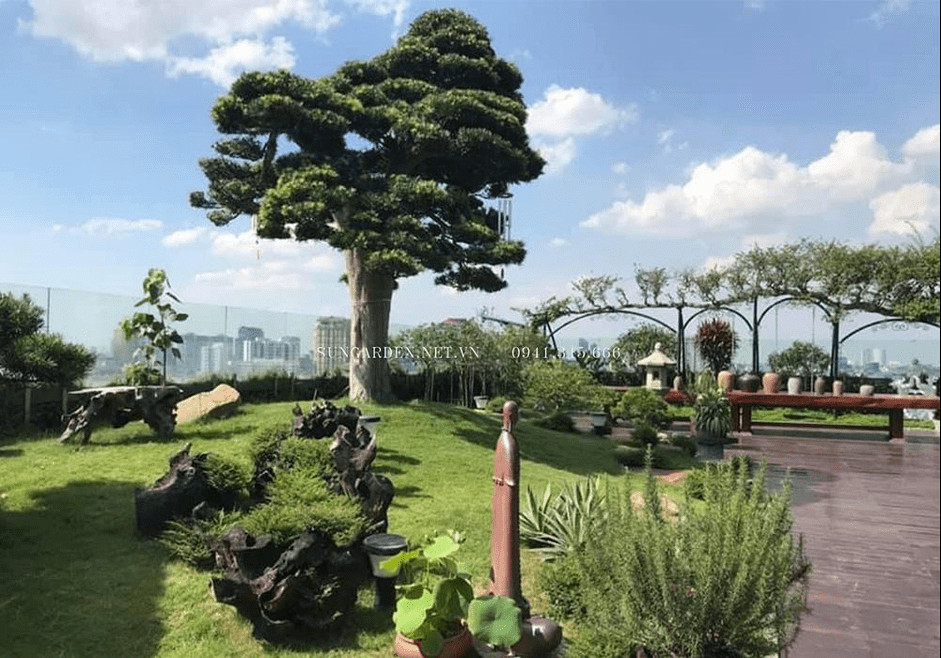 Tùng La Hán đứng sừng sững, thể hiện khí chất quân tử
