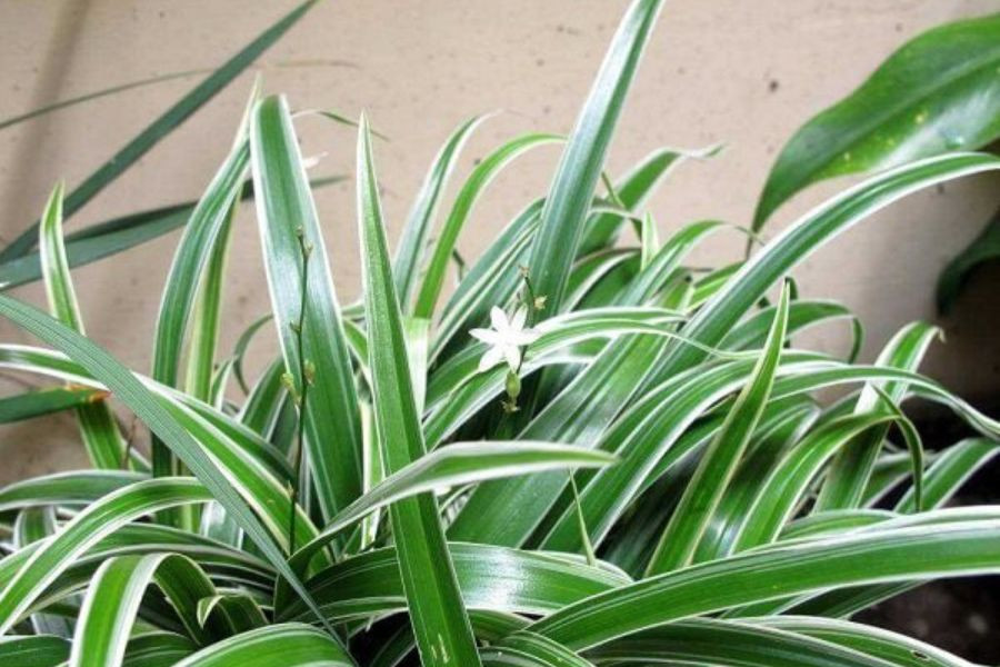 Tưới nước cho lan chi cần chú ý không dùng nước bị nhiễm phèn để giữ cây luôn khỏe mạnh