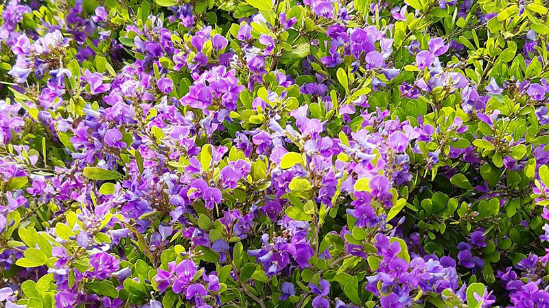 Tưới nước đều đặn là yếu tố quan trọng khi chăm sóc cây linh sam