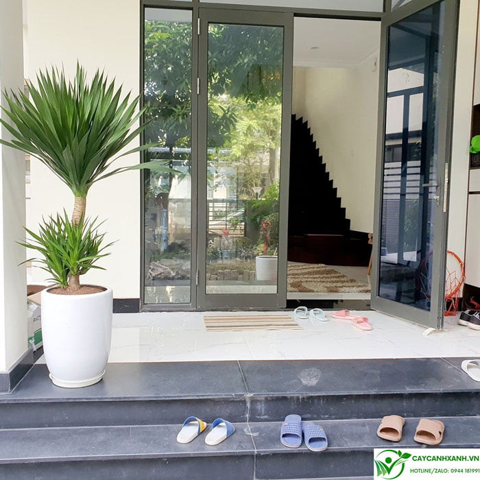 Vị trí đặt cây phát tài núi trong phòng khách ảnh hưởng đến tài vận gia đình