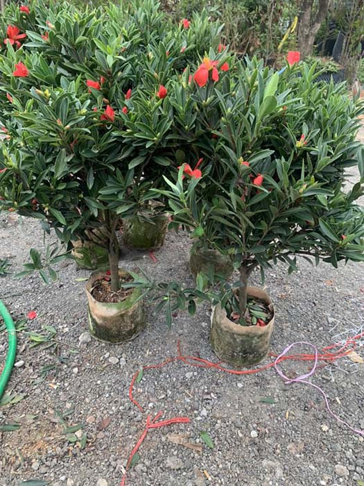 Vườn trà tứ quý với nhiều kích cỡ cây khác nhau tại vườn ươm