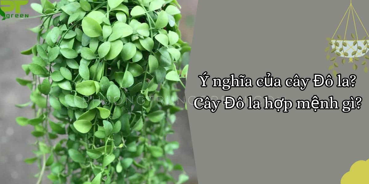 Ý nghĩa phong thủy cây đô la mang lại tài lộc sung túc