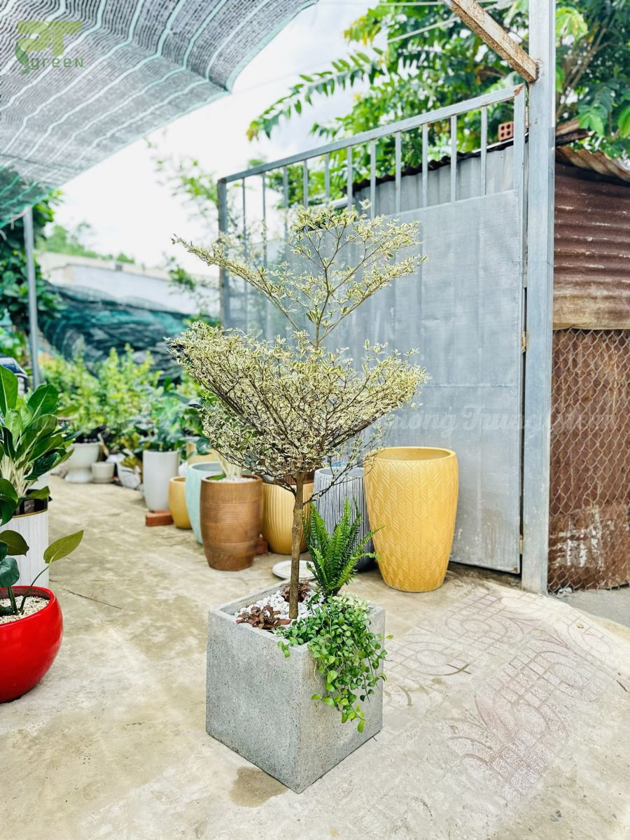 Ý nghĩa phong thủy của cây bàng cẩm thạch mang lại tài lộc và may mắn