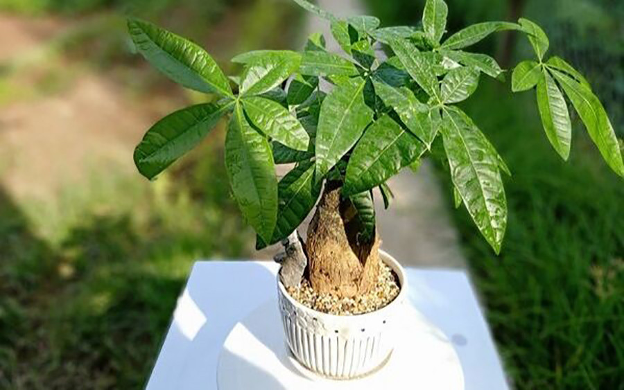 Ý nghĩa phong thủy của cây kim ngân trong trang trí nội thất
