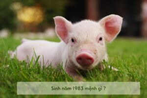 Ý nghĩa phong thủy của người sinh năm 1983 tuổi Quý Hợi
