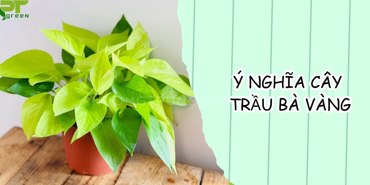 Ý nghĩa thực tiễn của cây trầu bà vàng trong việc thanh lọc không khí và cải thiện tâm trạng