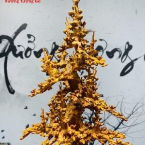 Bình  Mai Phú Quý Gỗ Hương
