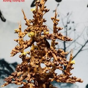 Bình mai gỗ hương. Bình mai gỗ hương.