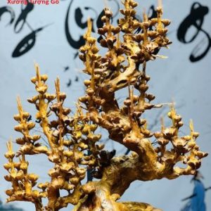 Bình mai nu hương Bình mai nu hương