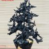 Bình hoa mai gỗ mun sừng Khánh Hòa Bình hoa mai gỗ mun sừng Khánh Hòa