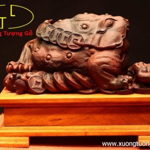 Thiềm Thừ nấm linh chi gỗ trắc