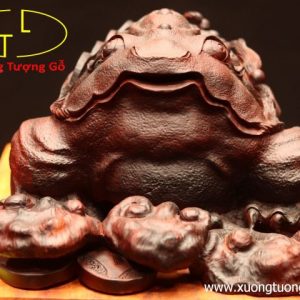 Thiềm Thừ nấm linh chi gỗ trắc