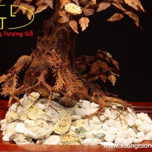Cây ngà voi gỗ sưa Cây ngà voi gỗ sưa