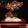 Cây ngà voi gỗ sưa Cây ngà voi gỗ sưa