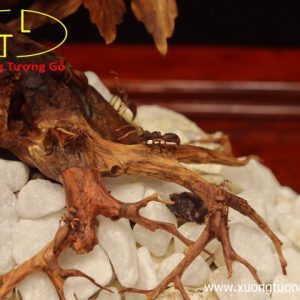 Cây ngà voi gỗ sưa Cây ngà voi gỗ sưa