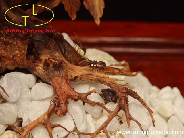 Cây ngà voi gỗ sưa Cây ngà voi gỗ sưa
