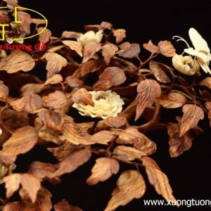 Cây ngà voi gỗ sưa Cây ngà voi gỗ sưa
