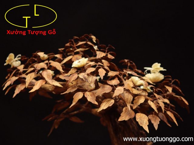 Cây ngà voi gỗ sưa Cây ngà voi gỗ sưa