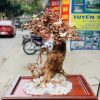 Bonsai cây gỗ sưa Bonsai cây gỗ sưa