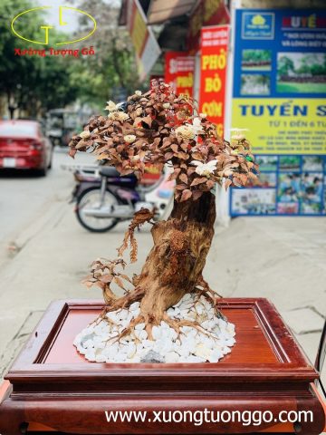 Bonsai cây gỗ sưa Bonsai cây gỗ sưa