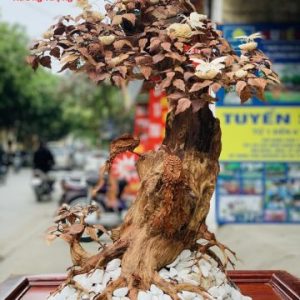 Bonsai cây gỗ sưa Bonsai cây gỗ sưa