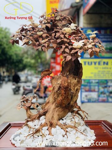 Bonsai cây gỗ sưa Bonsai cây gỗ sưa