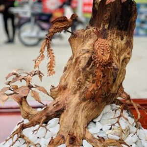 Bonsai cây gỗ sưa Bonsai cây gỗ sưa