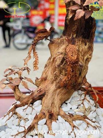 Bonsai cây gỗ sưa Bonsai cây gỗ sưa