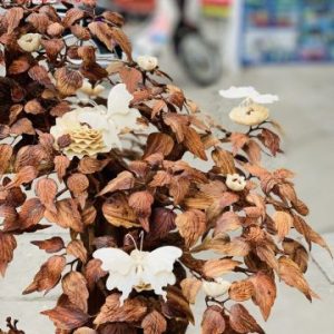 Bonsai cây gỗ sưa Bonsai cây gỗ sưa