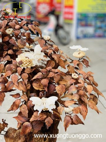 Bonsai cây gỗ sưa Bonsai cây gỗ sưa