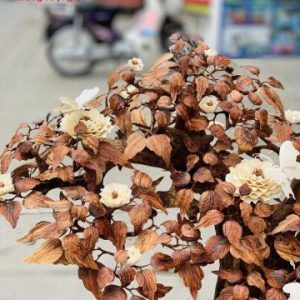 Bonsai cây gỗ sưa Bonsai cây gỗ sưa