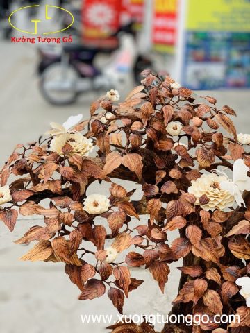 Bonsai cây gỗ sưa Bonsai cây gỗ sưa