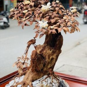Bonsai cây gỗ sưa Bonsai cây gỗ sưa