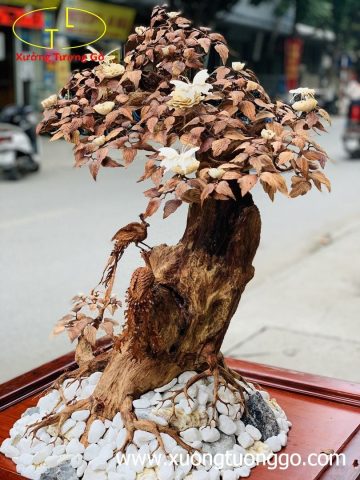 Bonsai cây gỗ sưa Bonsai cây gỗ sưa