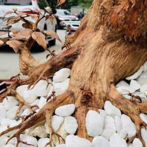 Bonsai cây gỗ sưa Bonsai cây gỗ sưa