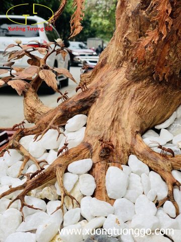Bonsai cây gỗ sưa Bonsai cây gỗ sưa