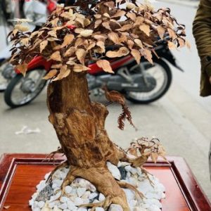 Bonsai cây gỗ sưa Bonsai cây gỗ sưa