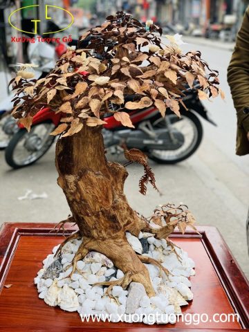Bonsai cây gỗ sưa Bonsai cây gỗ sưa