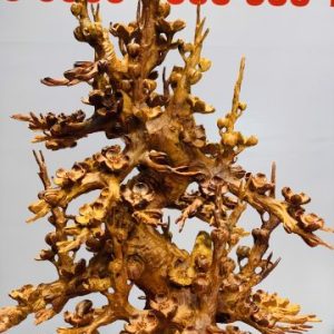 Bình mai hương ta Bình mai hương ta