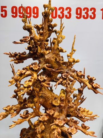 Bình mai hương ta Bình mai hương ta