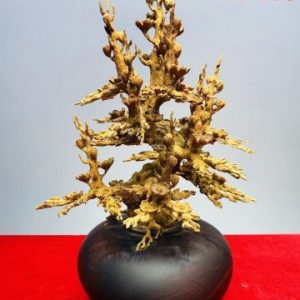 Bình Hoa Mai Gỗ Hoàng Đàn Tuyết Lạng Sơn