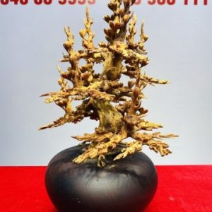 Bình Hoa Mai Gỗ Hoàng Đàn Tuyết Lạng Sơn