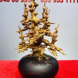 Bình Hoa Mai Gỗ Hoàng Đàn Tuyết Lạng Sơn
